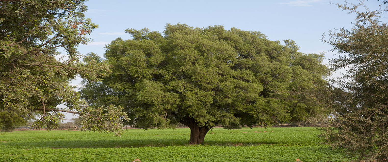 Nature in Agadir-Taghazout | Moroccan National Tourist Office